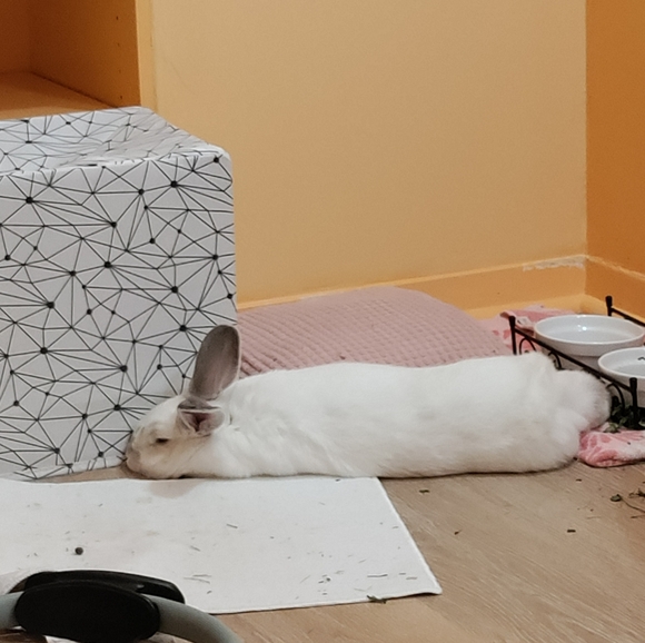 Meet your Posher, Emma - Picture 9 of 9